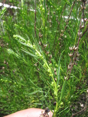 Artemisia salsoloides