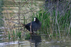 Fulica atra