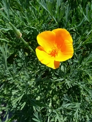 Eschscholzia californica