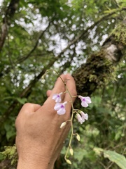 Ionopsis utricularioides