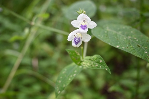 Asystasia gangetica subsp. micrantha image