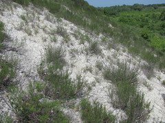 Artemisia salsoloides