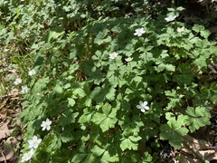 Anemonastrum flaccidum