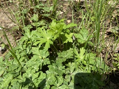 Anemonastrum flaccidum