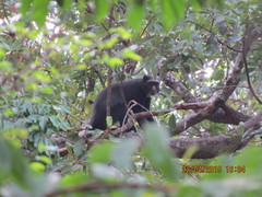 Cercopithecus nictitans