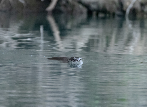 iNaturalist observation photo of North American River Otter