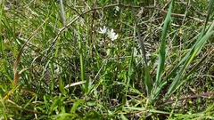 Allium subhirsutum