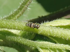 Chaetopsis massyla