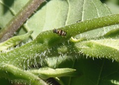 Chaetopsis massyla