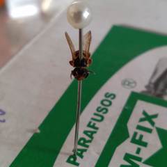 Scaptotrigona xanthotricha