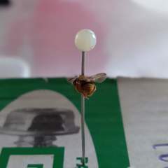 Scaptotrigona xanthotricha