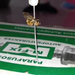 Scaptotrigona xanthotricha