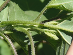 Chaetopsis massyla