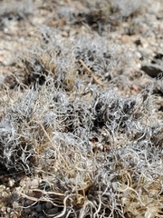 Dasyochloa pulchella