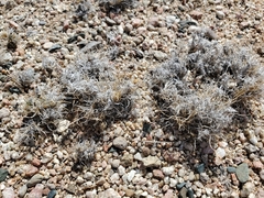 Dasyochloa pulchella