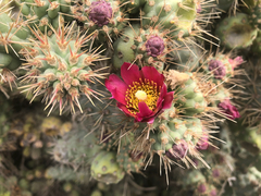 Cylindropuntia prolifera