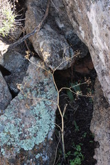 Conium sphaerocarpum