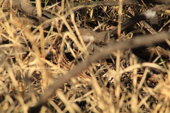 Aspidoscelis exsanguis