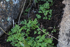 Conium sphaerocarpum