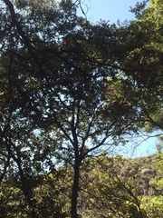 Metrosideros robusta