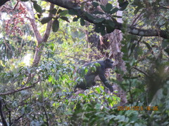 Cercopithecus nictitans