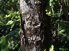 Metrosideros robusta