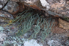 Gethyllis britteniana