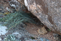 Gethyllis britteniana