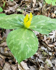 Trillium luteum