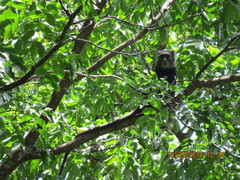 Cercopithecus nictitans