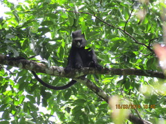 Cercopithecus nictitans