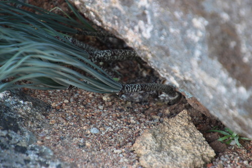 Gethyllis britteniana