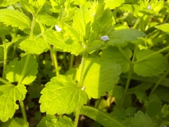 Veronica crista-galli