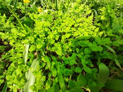 Veronica crista-galli