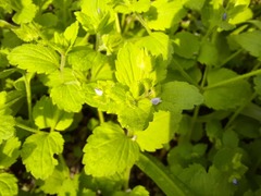 Veronica crista-galli