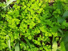 Veronica crista-galli