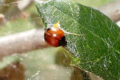 Exochomus marginipennis