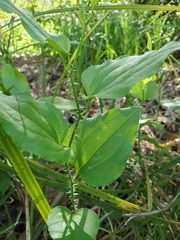 Smilax californica