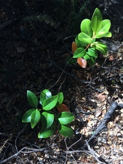 Metrosideros robusta