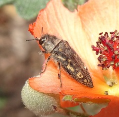 Acmaeodera cuneata