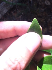 Metrosideros robusta