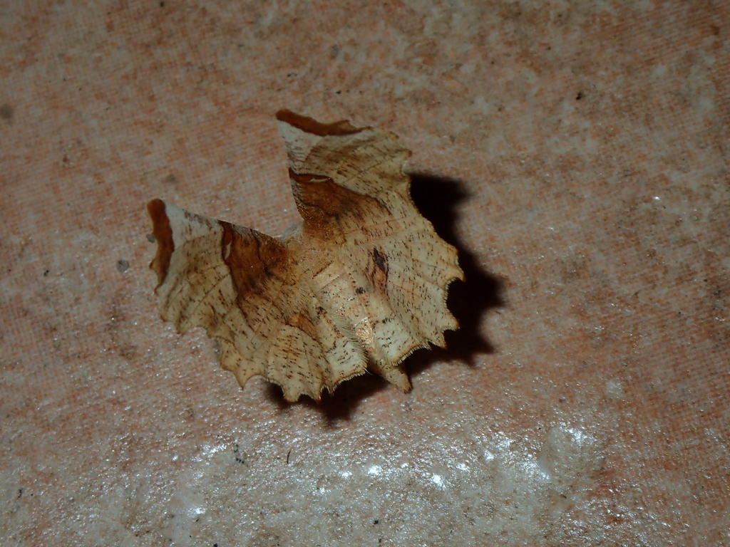 Selenia lunularia lunularia