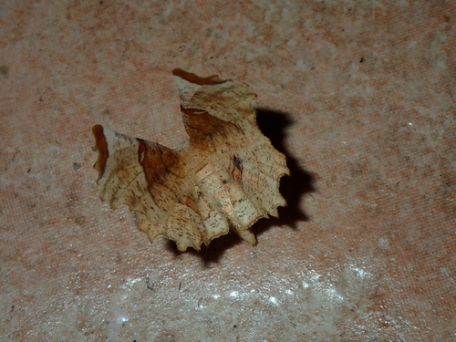 Selenia lunularia lunularia