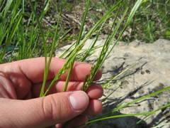 Carex oligocarpa