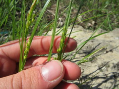 Carex oligocarpa