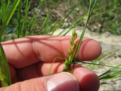 Carex oligocarpa
