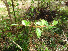 Alnus oblongifolia