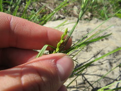 Carex oligocarpa