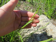 Carex oligocarpa