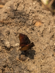 Ebrietas
